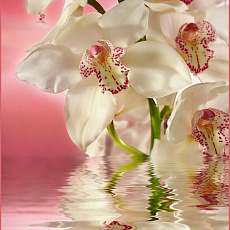 Фотообои Розовая орхидея №194 1960*2010мм (6 листов)