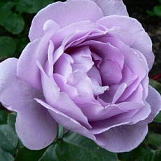 Роза чайно-гибридная Генри Идланд (в тубе)